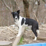 CHANTAL SHELTER (14)