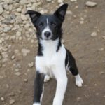 CHANTAL SHELTER (34)