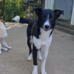 CHANTAL SHELTER (43)