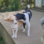 CHANTAL SHELTER (44)