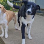 CHANTAL SHELTER (46)