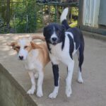 CHANTAL SHELTER (54)