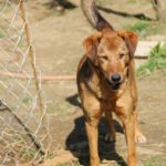 OSCAR SHELTER (26)