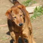 OSCAR SHELTER (27)