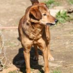 OSCAR SHELTER (28)