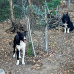 CHANTAL SHELTER (59)