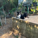 CHANTAL SHELTER (60)