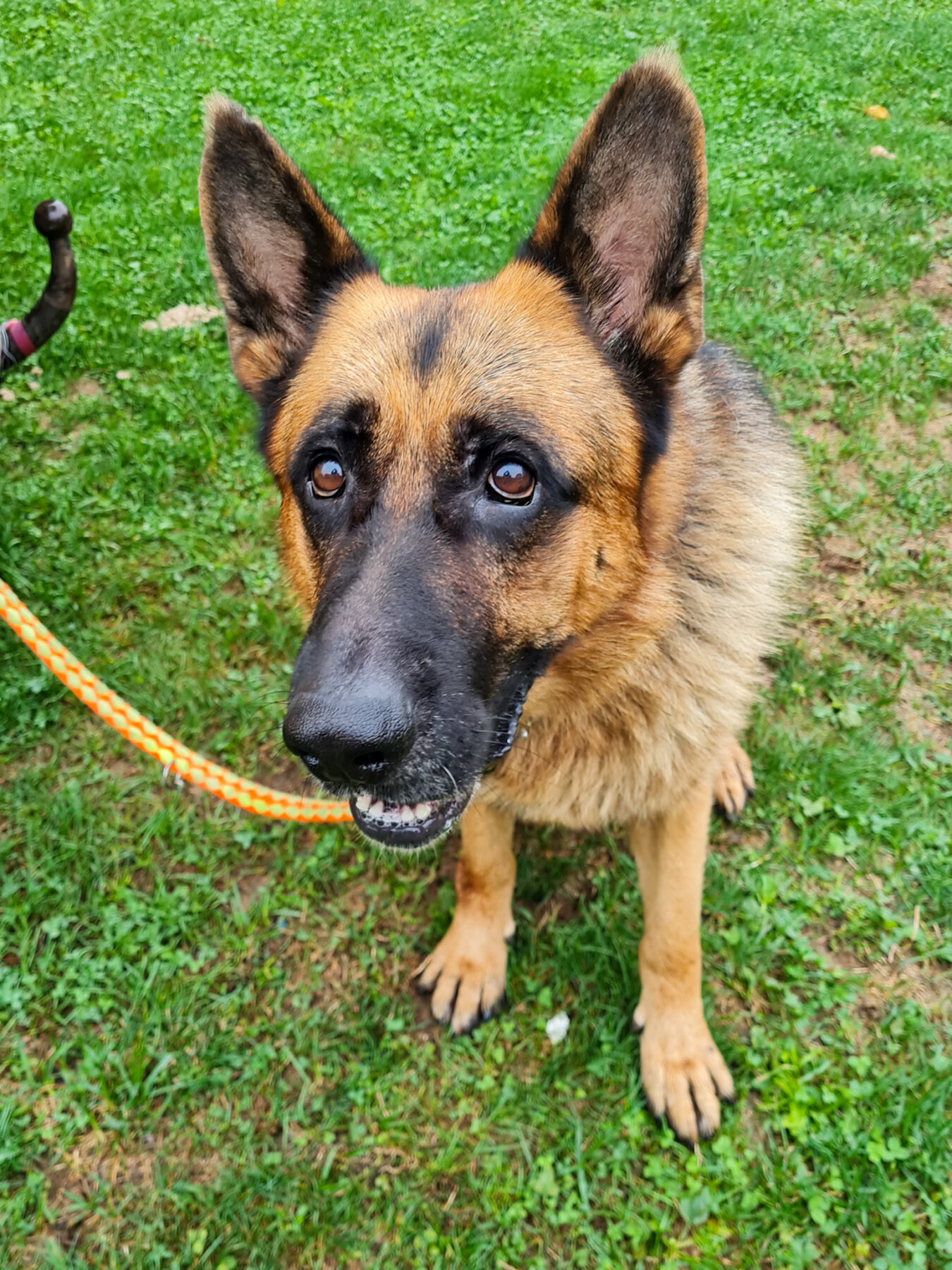 Schäferhund Julius streunte hilfesuchend durchs Dorf