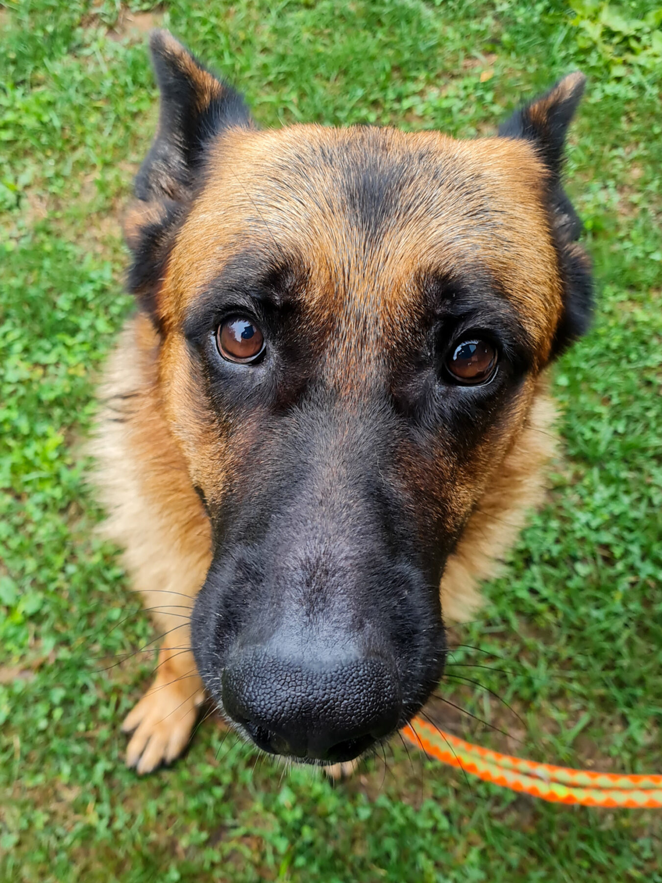 Schäferhund Julius streunte hilfesuchend durchs Dorf