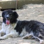 20230622-fotos-iggy-1