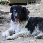 20230622-fotos-iggy-2