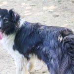 20230622-fotos-iggy-3