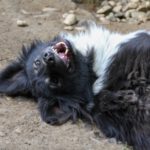 20240525-fotos-iggy-2