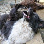 20240616-fotos-iggy-1