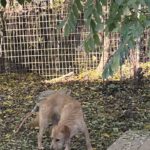 20241117_Fotos_Darcy (3)