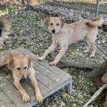 20241117_Fotos_Darcy (5)