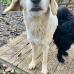 20241117_Fotos_Lima (1)