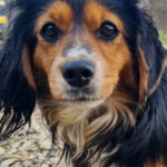 20250123-fotos-bobisha-03