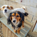 20250123-fotos-bobisha-04