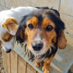 20250123-fotos-bobisha-05