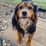 20250123-fotos-bobisha-09