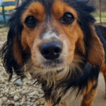 20250123-fotos-bobisha-10