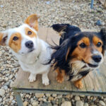 20250123-fotos-bobisha-12