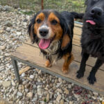 20250413-fotos-bobisha-03