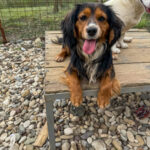 20250413-fotos-bobisha-08