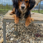 20250413-fotos-bobisha-11