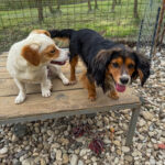 20250413-fotos-bobisha-12