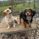 20250413-fotos-bobisha-13