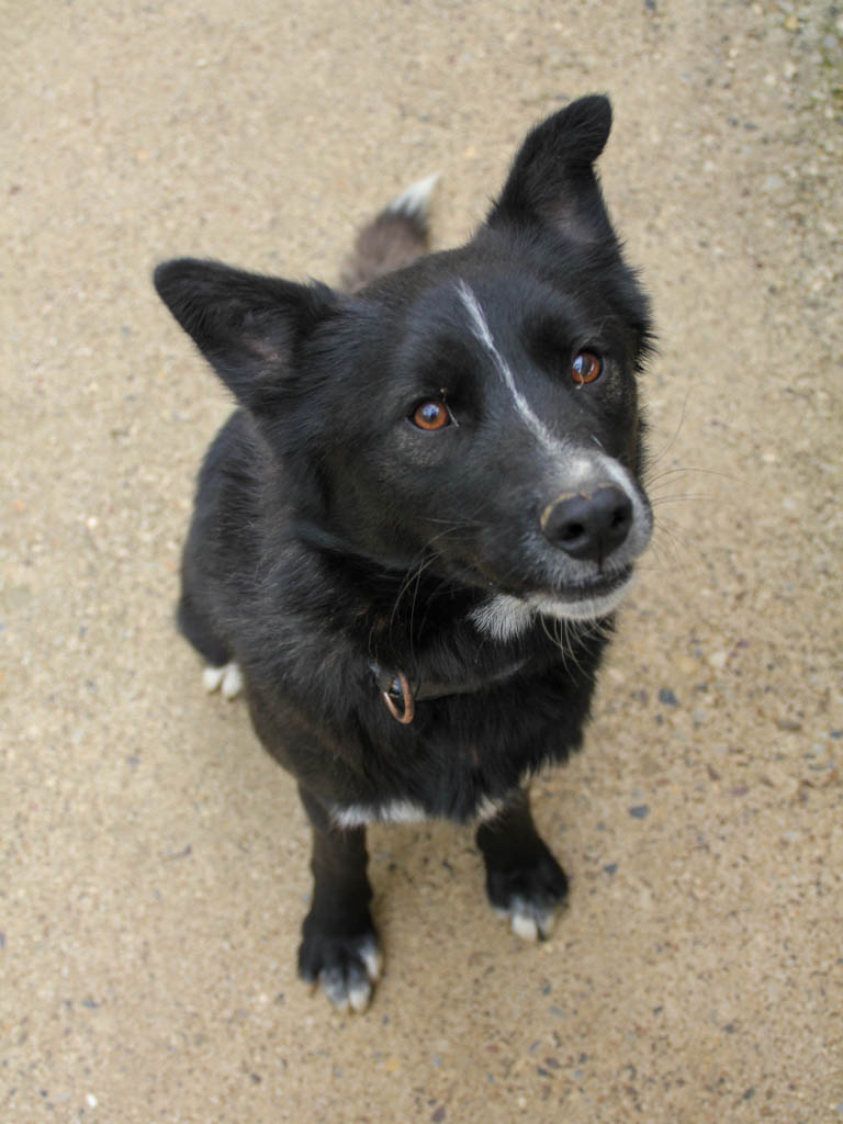 Lewi