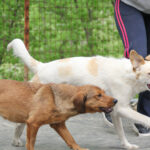 20250415-fotos-lima-07