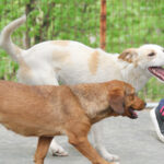 20250415-fotos-lima-08