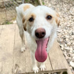 20250415-fotos-lima-11