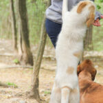 20250415-fotos-lima-13