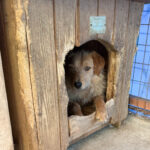 20250420-fotos-darcy-2