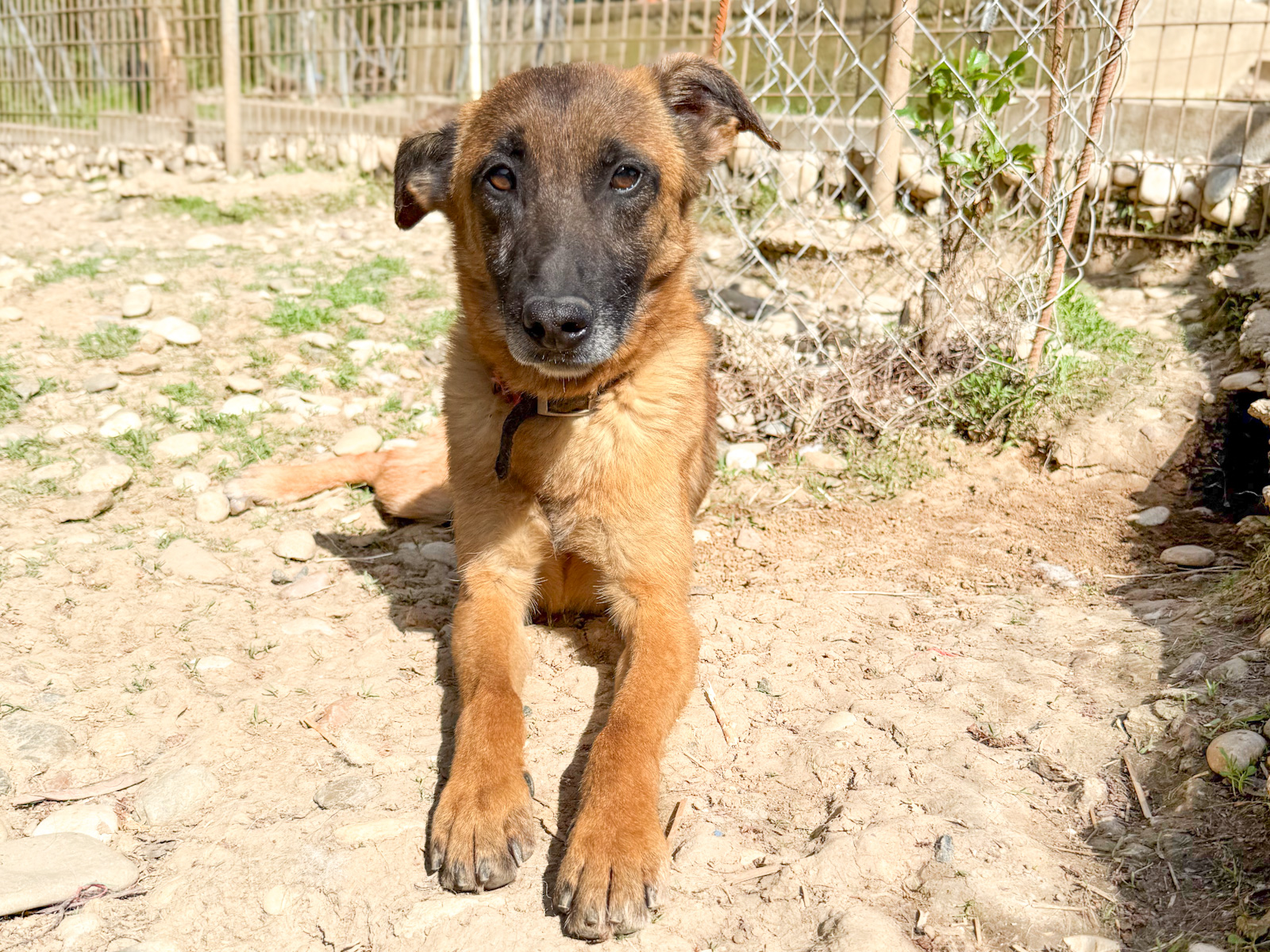 Ronja