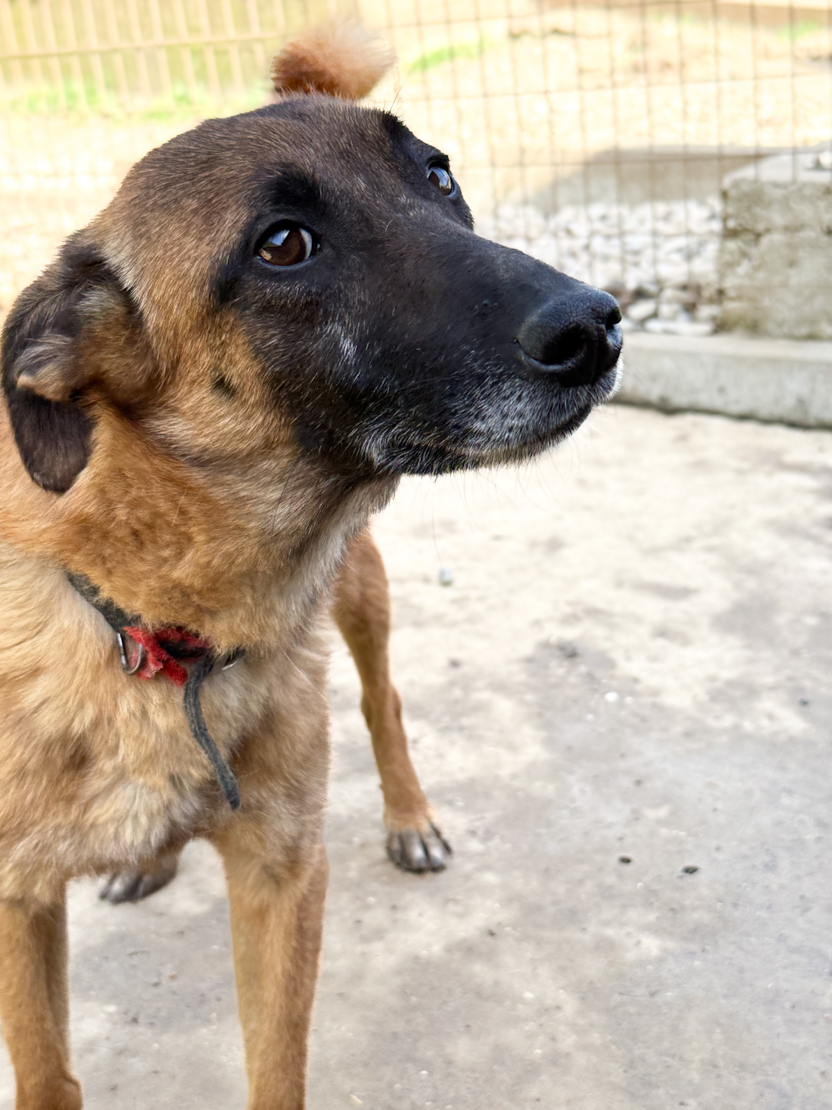 Ronja