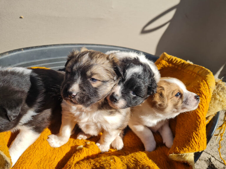 20250420-news-inessa, fritzi, parvopuppies-14