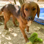 20250420-fotos-dario-5