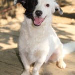 20250620-fotos-pupin-03