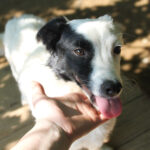20250620-fotos-pupin-07