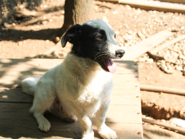 20250620-fotos-pupin-13