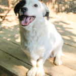 20250620-fotos-pupin-18
