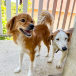 20250718-fotos-bepi-1