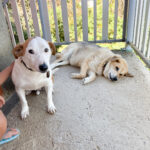 20250805-fotos-bepi-1