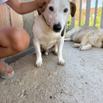 20250805-fotos-bepi-4