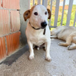 20250805-fotos-bepi-7